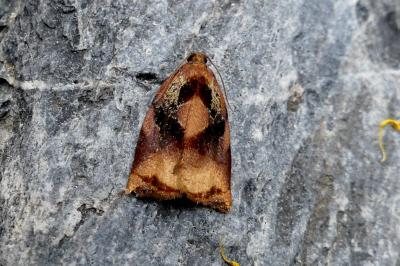 <i>Archips podana</i>