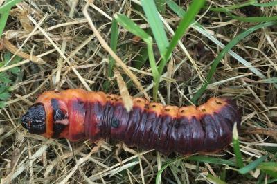 <i>Cossus cossus</i>