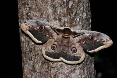 <i>Saturnia pyri</i>