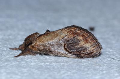 <i>Notodonta ziczac</i>