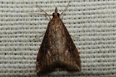 <i>Udea ferrugalis</i>