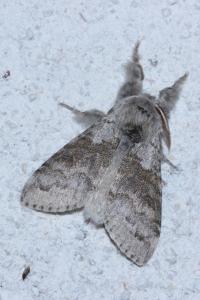 <i>Calliteara pudibunda</i>