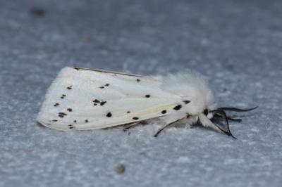 <i>Spilosoma lubricipeda</i>