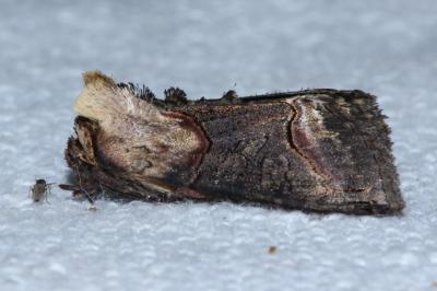 <i>Abrostola triplasia</i>