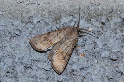 <i>Agrotis segetum</i>