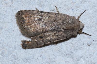 <i>Caradrina clavipalpis</i>