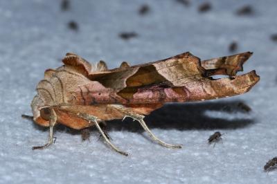 <i>Phlogophora meticulosa</i>