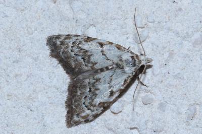 <i>Nola confusalis</i>
