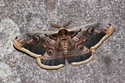 <i>Saturnia pyri</i>