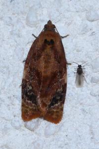 <i>Ditula angustiorana</i>