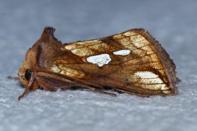 <i>Plusia festucae</i>