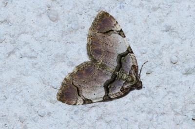 <i>Anticlea derivata</i>
