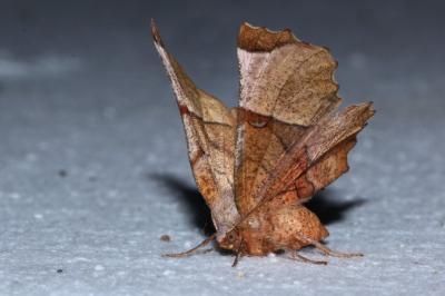 <i>Selenia lunularia</i>