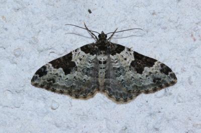 <i>Xanthorhoe fluctuata</i>