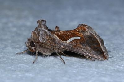 <i>Macdunnoughia confusa</i>