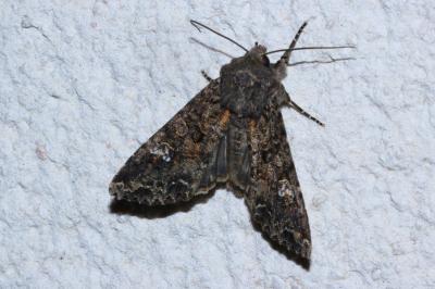 <i>Mamestra brassicae</i>
