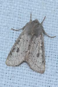<i>Orthosia gracilis</i>
