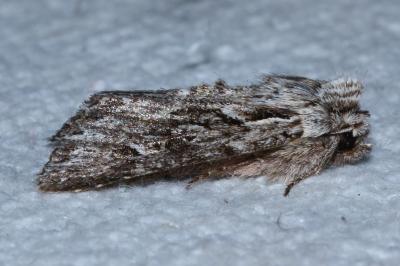 <i>Xylocampa areola</i>