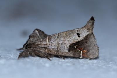 <i>Clostera anachoreta</i>
