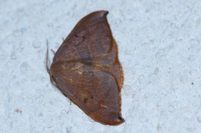 <i>Watsonalla uncinula</i>