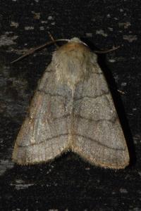 <i>Charanyca trigrammica</i>