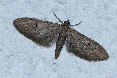 <i>Eupithecia innotata</i>