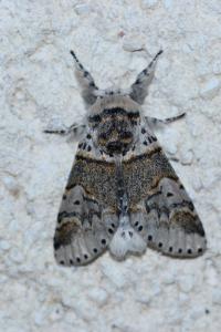 <i>Furcula furcula</i>