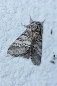 <i>Drymonia ruficornis</i>