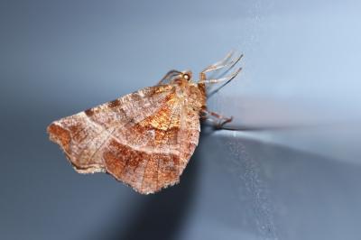 <i>Selenia dentaria</i>