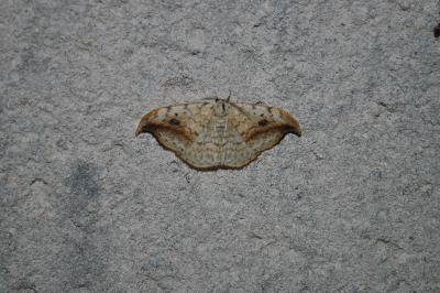 <i>Drepana falcataria</i>
