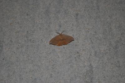 <i>Watsonalla binaria/uncinula</i>