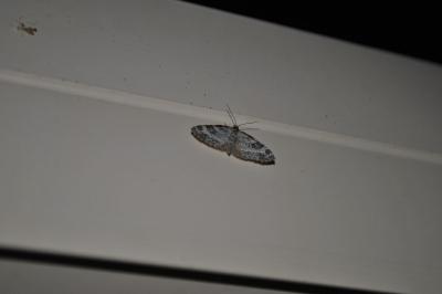 <i>Pterapherapteryx sexalata</i>