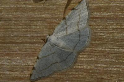 <i>Stegania trimaculata</i>