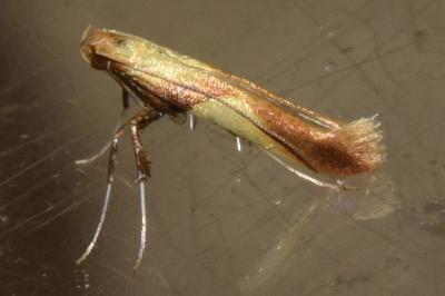 <i>Caloptilia robustella</i>