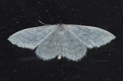 <i>Idaea subsericeata</i>