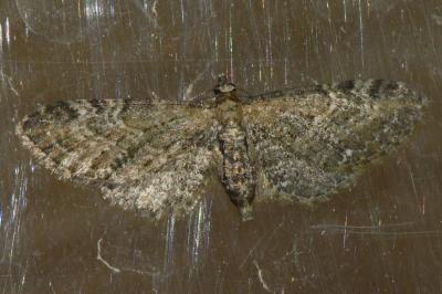 <i>Eupithecia vulgata</i>
