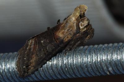 <i>Abrostola triplasia</i>