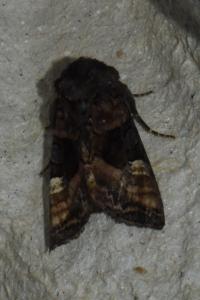 <i>Euplexia lucipara</i>