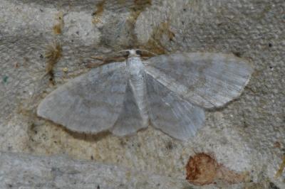 <i>Asthena albulata</i>