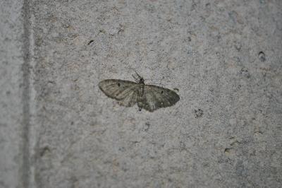<i>Eupithecia virgaureata</i>