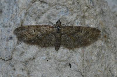 <i>Eupithecia dodoneata</i>