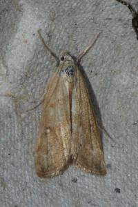 <i>Parapoynx stratiotata</i>