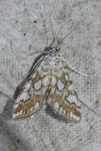 <i>Elophila nymphaeata</i>