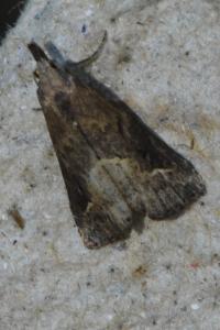 <i>Schrankia costaestrigalis</i>