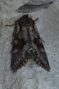 <i>Lacanobia w-latinum</i>