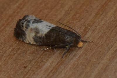 <i>Notocelia cynosbatella</i>