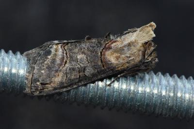 <i>Abrostola triplasia</i>