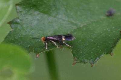 <i>Stigmella aurella</i>
