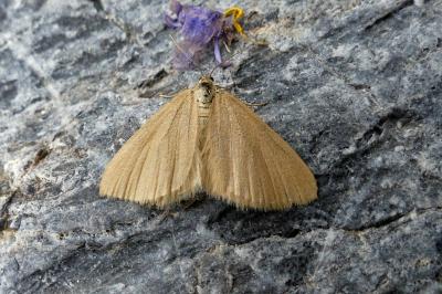 <i>Minoa murinata</i>