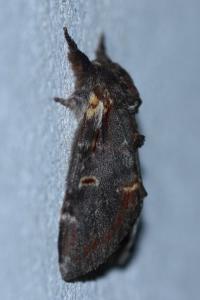 <i>Notodonta dromedarius</i>
